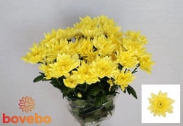 <h4>Chrysanthemum spray Baltica Yellow</h4>