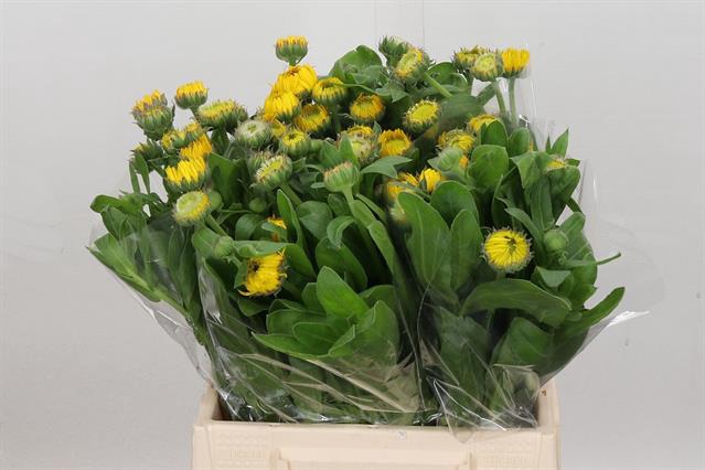 <h4>Calendula yellow</h4>