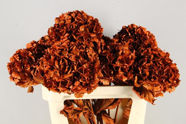 <h4>Df Hydrangea Orange</h4>