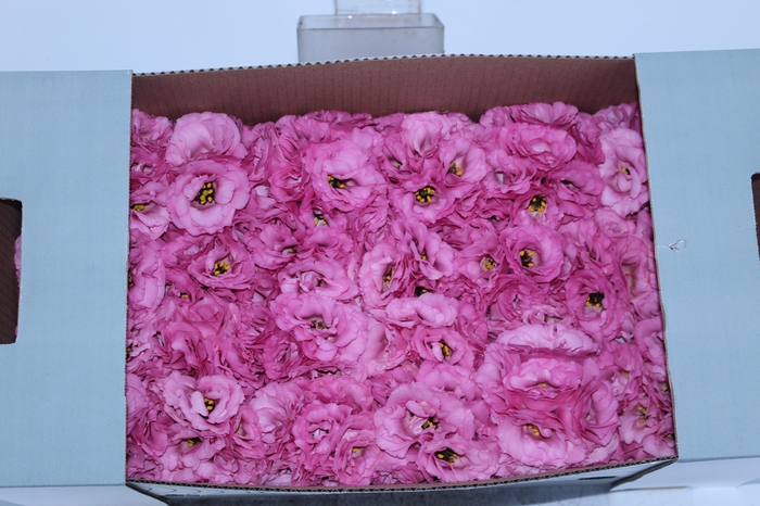 <h4>LISIANTHUS FLOR ROSA</h4>