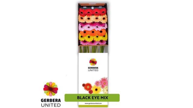 <h4>Gerbera diamond mix black eye</h4>