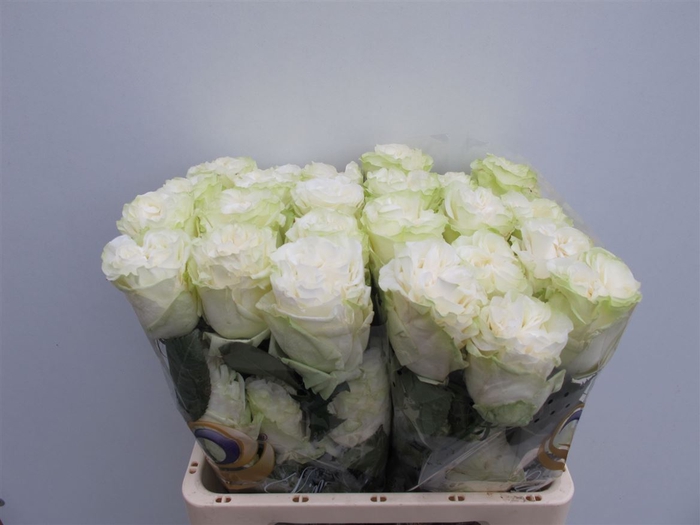 <h4>R Gr Moonstone Ll</h4>