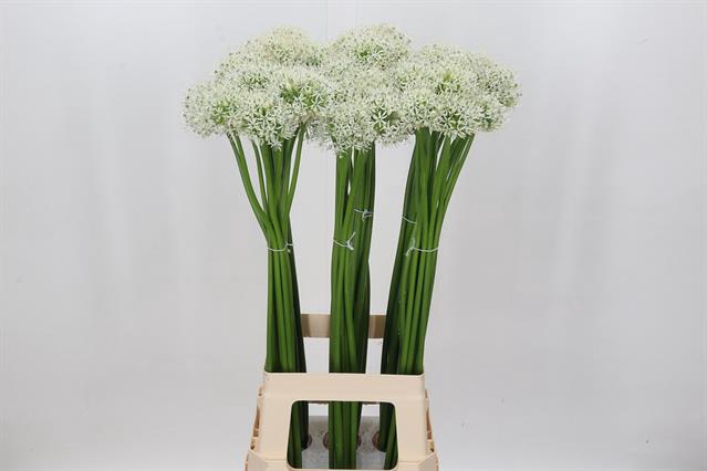 <h4>Allium white giant</h4>