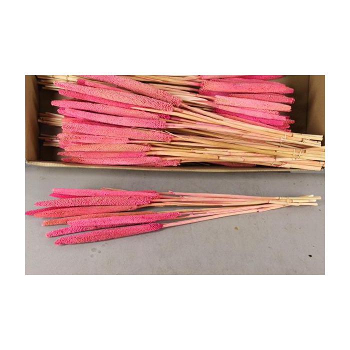 <h4>Df Babala Bright Light Pink</h4>
