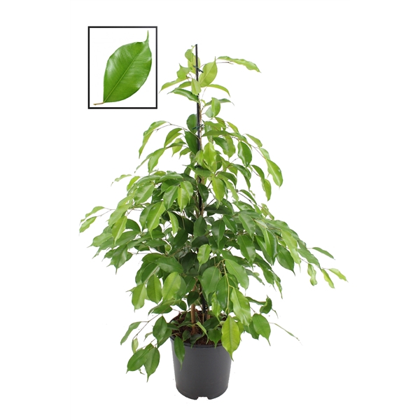 <h4>Ficus benjamina exotica</h4>