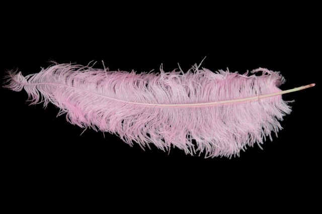 <h4>Feather ostrich light pink 5st/bunch</h4>