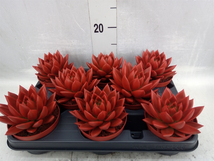 <h4>Echeveria  'Miranda'</h4>