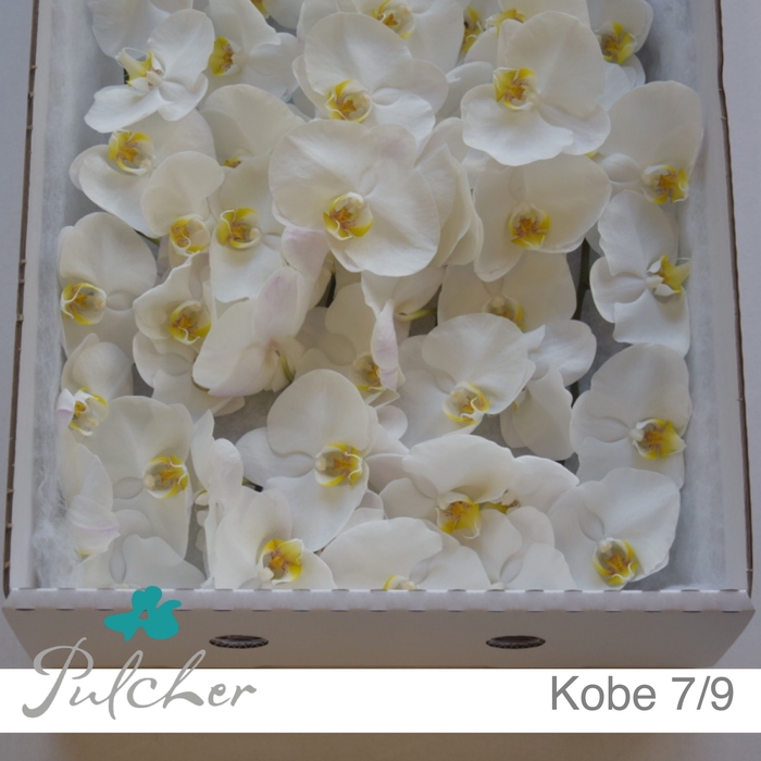 <h4>_Phalaenopsis Kobe 7/9</h4>