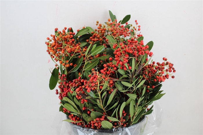 <h4>Photinus Berry Red P Bunch</h4>