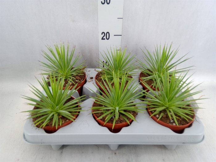 <h4>Agave stricta 'Nana'</h4>