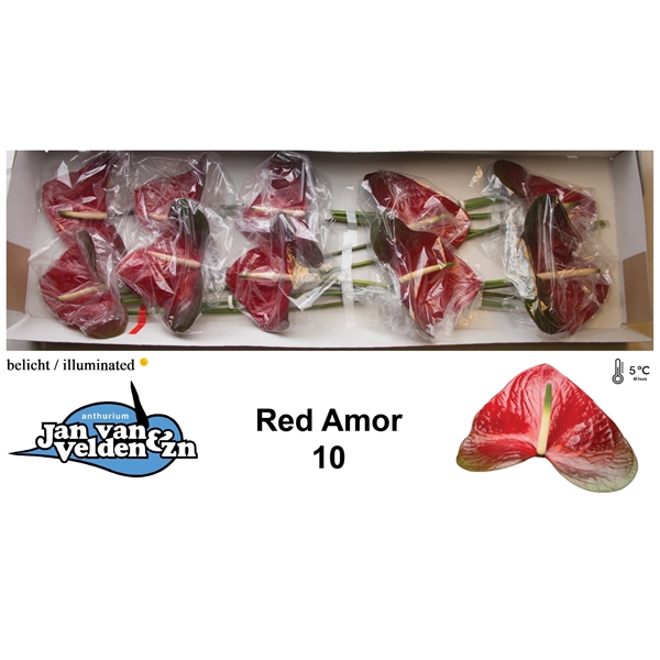 <h4>Red Amor 10</h4>