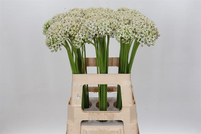 <h4>Allium nigrum</h4>