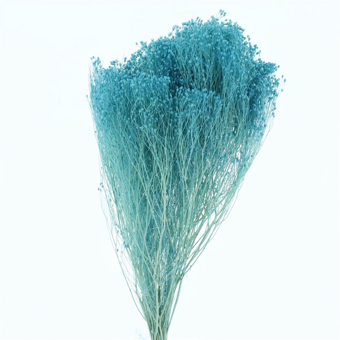 <h4>Dried Broom Bloom Baby Blue</h4>