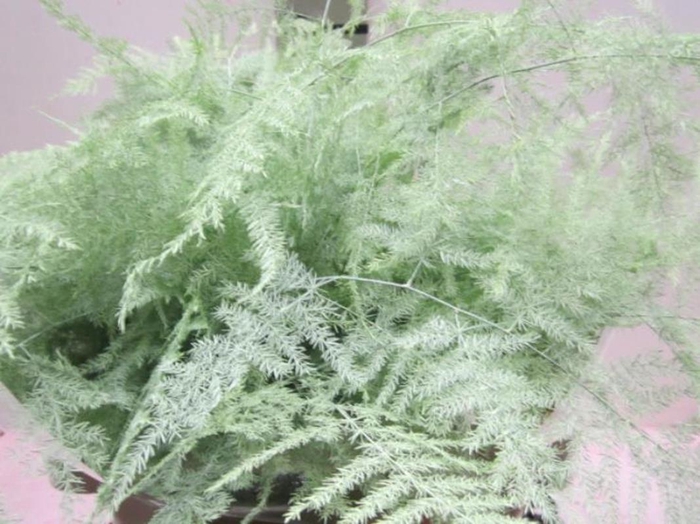 <h4>Asp Lang Get Mint Groen</h4>