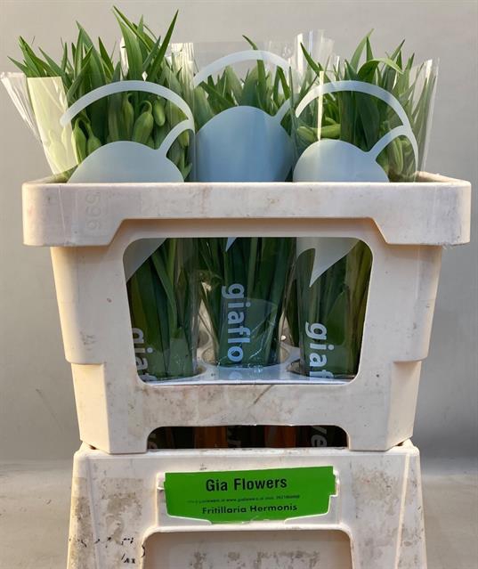 <h4>Fritillaria hermo ssp amana</h4>
