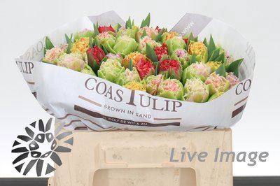 <h4>Tulipa fr crispy mix</h4>