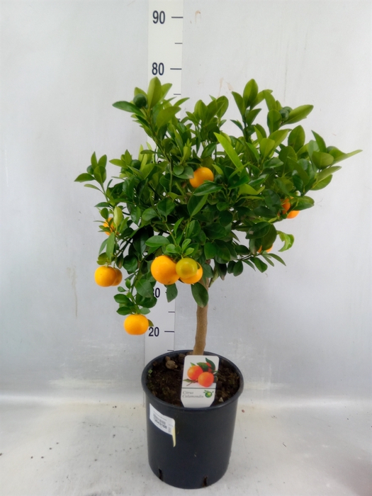 <h4>Citrofortunella Microcarpa</h4>