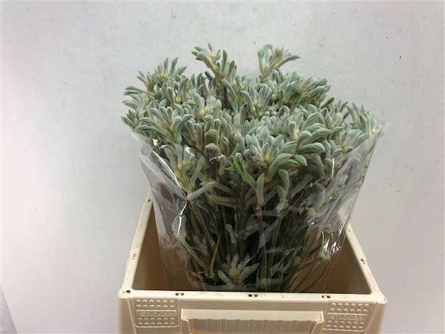 <h4>ANIGOZ BUSH DIAMOND</h4>