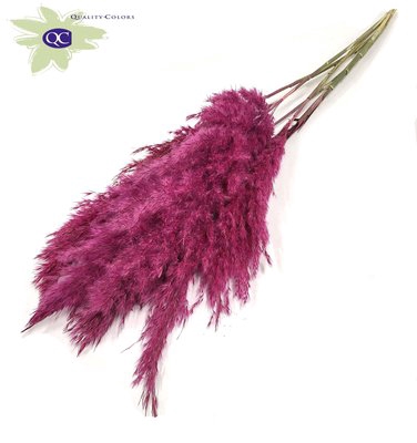 <h4>Pampas grass lenght 100cm 5 stem per bunch lilac</h4>
