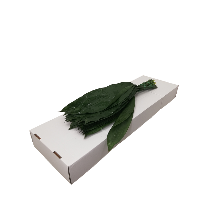 <h4>ASPIDISTRA 70 CM IT</h4>