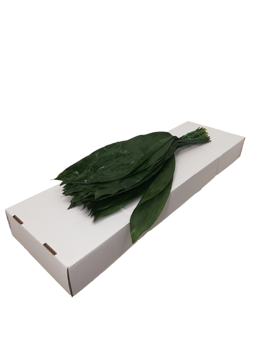 <h4>ASPIDISTRA 70 CM IT</h4>