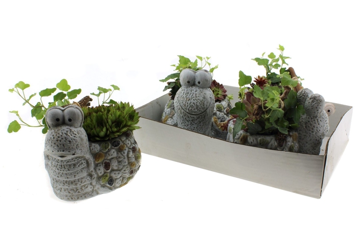 <h4>Arrangementen Sempervivum</h4>