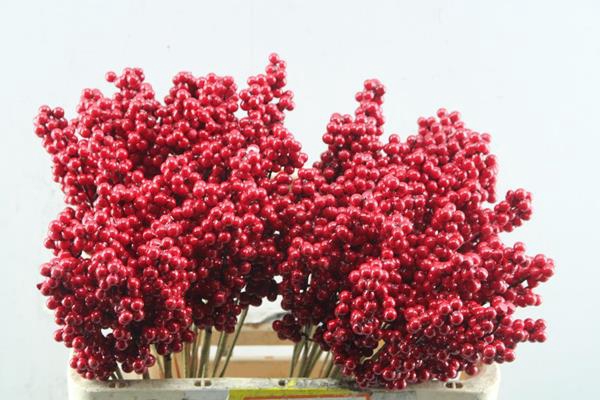 <h4>Droog Ilex Rood (996)</h4>