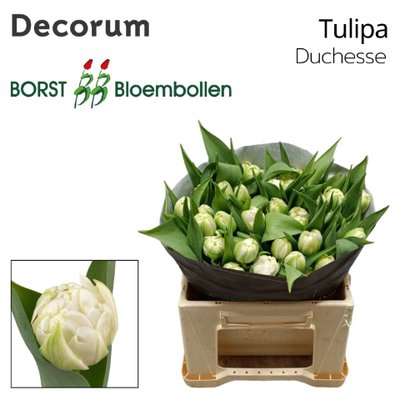 <h4>Tulipa do duchesse</h4>