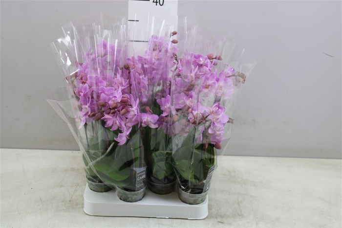 <h4>Phal Miniflora Lieke 3 Tak</h4>