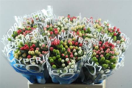 <h4>Hyp Coco Colours Gem</h4>