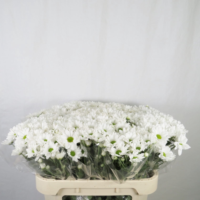 <h4>Chrysanthemum spray bacardi blanca</h4>