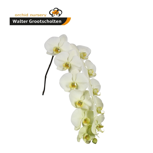 <h4>Phalaenopsis limon bella (per stem)</h4>