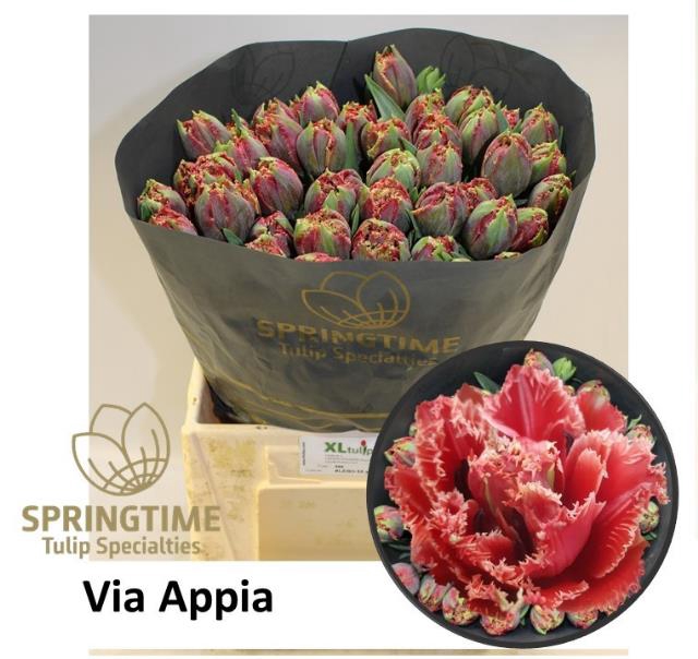 <h4>Tulipa fre fr via appia</h4>