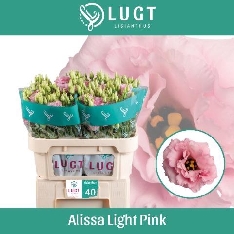 <h4>EUS G ALISSA LIGH PI</h4>