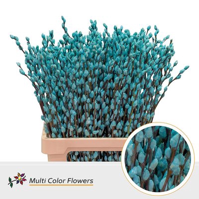 <h4>Salix paint pussy willow ice blue</h4>