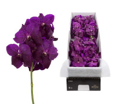 <h4>Vanda fuchsia magic</h4>