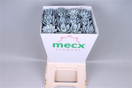 <h4>Echeveria blue star mecx flowers</h4>