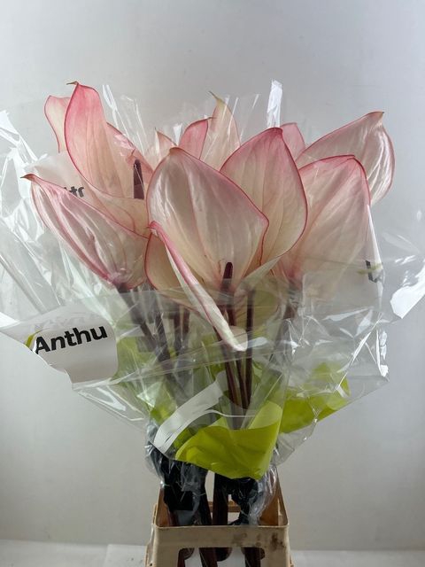 <h4>ANTH A FACETTO</h4>