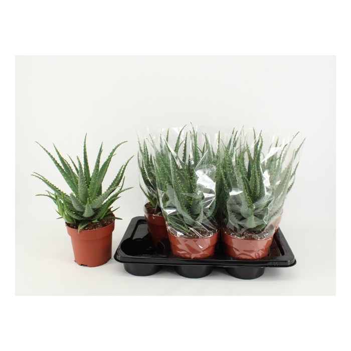 <h4>Aloe Arborescens (Cites) 17Ø 45cm</h4>