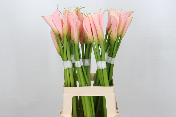 <h4>Zantedeschia eydolls salmon</h4>