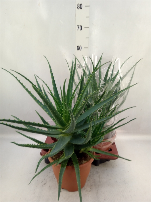 <h4>Aloe arborescens</h4>