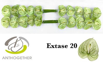 <h4>Anthurium extase</h4>