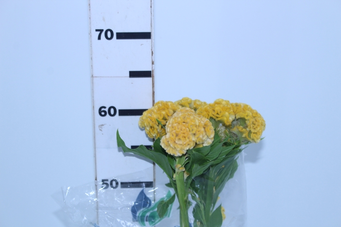 <h4>CELOSIA GOLD CHIEF 060 CM AMARELO</h4>