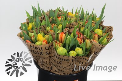 <h4>Tulipa do rainbow orange/yellow mix</h4>