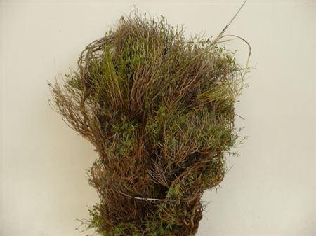 <h4>Euphorbia Spinosa</h4>
