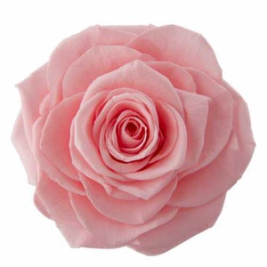Rose Monalisa Baby Pink