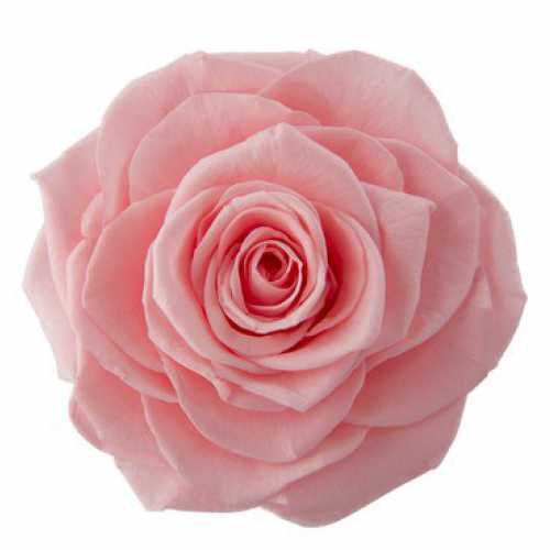 Rose Ines Baby Pink