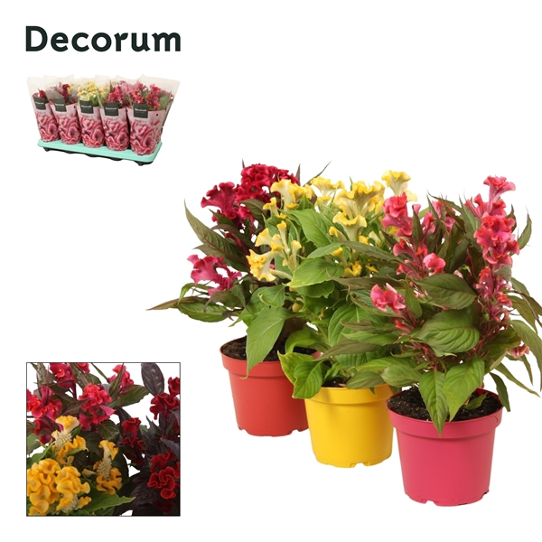 <h4>Celosia 'Hot Topic' mix with sleeve | Decorum</h4>