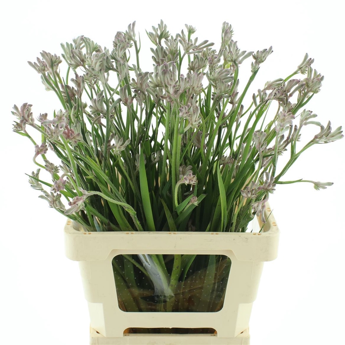 <h4>Anigoz Bush Diamond Grey Pink</h4>