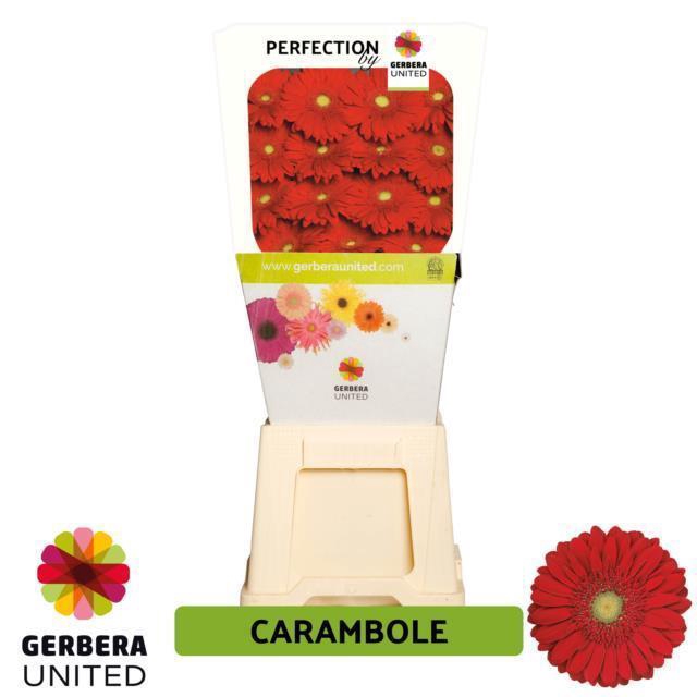 <h4>Gerbera diamond carambole</h4>